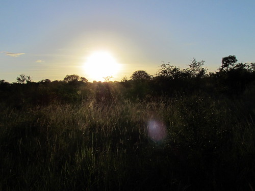 South Africa Safari - Djuma Game Reserve - Sabi Sand - Kruger National Park