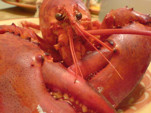 Maine Lobster from Eric